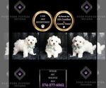 Small #5 Maltese