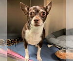 Small Chihuahua Mix