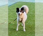 Small #3 Pomeranian-pomeranian spitz Mix