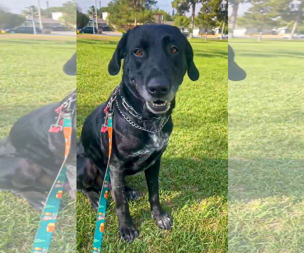 Medium Photo #10 Great Dane-Labrador Retriever Mix Puppy For Sale in San Diego, CA, USA