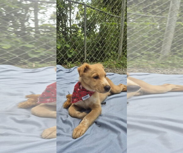 Medium Photo #2 Labrador Retriever-Unknown Mix Puppy For Sale in NYC, NY, USA