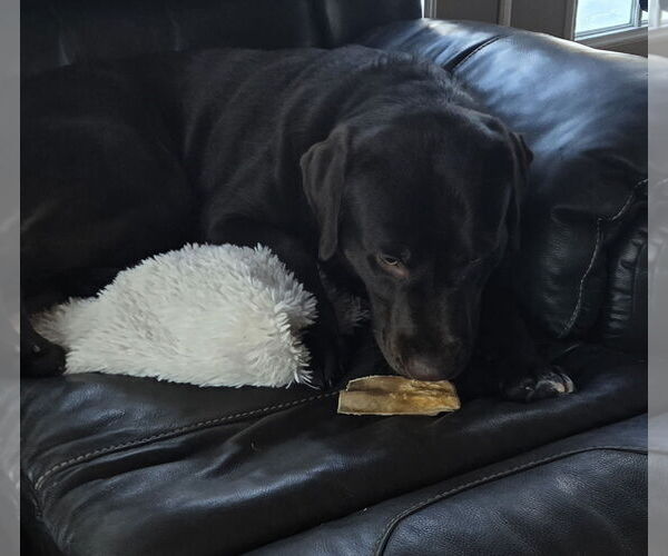 Medium Photo #2 Labrador Retriever Puppy For Sale in Warrington, PA, USA
