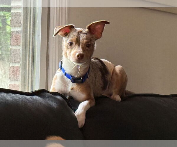 Medium Photo #2 Rat-Cha Puppy For Sale in Alexandria, KY, USA