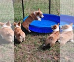 Small #4 Pembroke Welsh Corgi