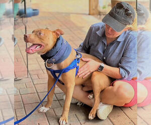 Mutt Dogs for adoption in Elmsford, NY, USA