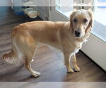 Small #2 Golden Retriever