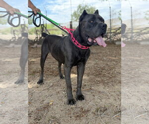 Mutt Dogs for adoption in Goodyear, AZ, USA