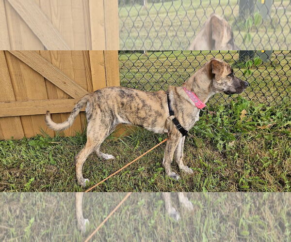 Medium Photo #5 Bullboxer Pit Puppy For Sale in Princeton, MN, USA