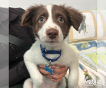 Small #2 Border Collie Mix