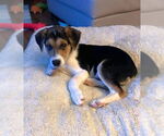Small #4 Beagle Mix