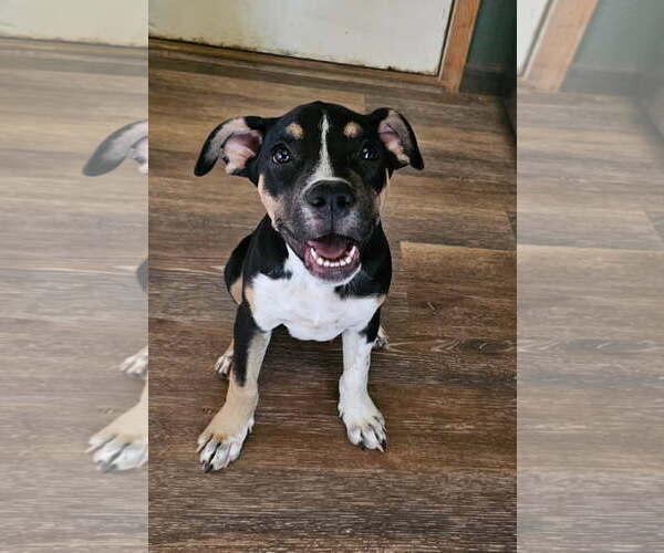 Medium Photo #3 Mutt Puppy For Sale in Fort Collins, CO, USA