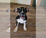 Small #2 Mutt