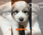 Puppy Peewee Great Pyrenees