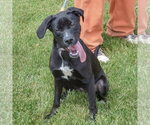 Small #8 German Shepherd Dog Mix