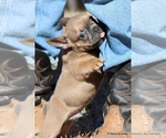 Puppy Billy French Bulldog