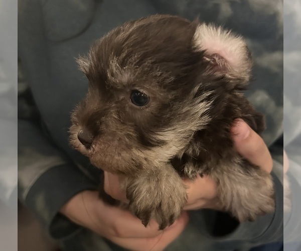Medium Photo #3 Schnauzer (Miniature) Puppy For Sale in BOYLESTON, IN, USA