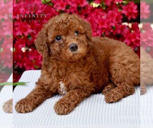 Goldendoodle (Miniature) Puppy for sale in SUNBURY, PA, USA