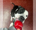 Small #6 American Pit Bull Terrier Mix