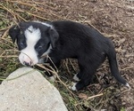 Small #3 Border Collie