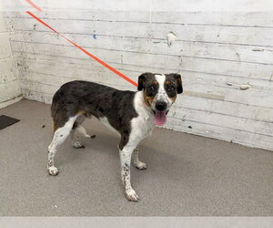 Mutt Dogs for adoption in San Bernardino, CA, USA