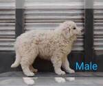 Small Photo #6 Great Pyrenees Puppy For Sale in PERALTA, NM, USA