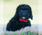Small Photo #107 Goldendoodle (Miniature) Puppy For Sale in WARSAW, IN, USA