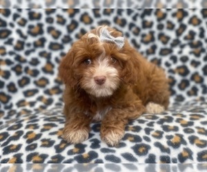 Cavapoo-Poodle (Miniature) Mix Puppy for sale in LAKELAND, FL, USA