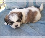 Puppy Puppy 3 Shih Tzu