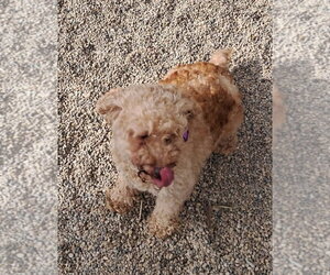 Poodle (Miniature) Dogs for adoption in Mukwonago, WI, USA
