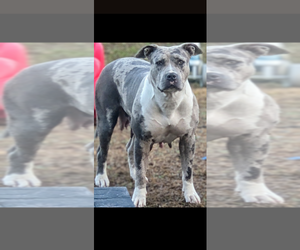 Mother of the American Bully puppies born on 11/26/2025