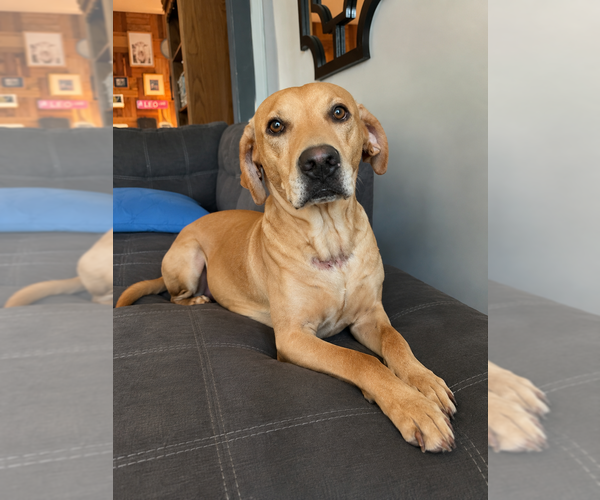 Medium Photo #1 Mutt Puppy For Sale in Mooresville, NC, USA