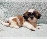 Small #3 Shih Tzu