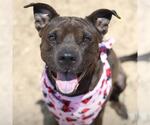 Small American Staffordshire Terrier Mix