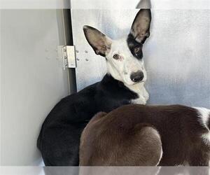 German Shepherd Dog-Unknown Mix Dogs for adoption in Houston, TX, USA