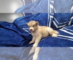 Small Photo #35 Alaskan Malamute Puppy For Sale in ERIAL, NJ, USA