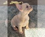 Small Photo #2 French Bulldog Puppy For Sale in GILBERTSVILLE, PA, USA