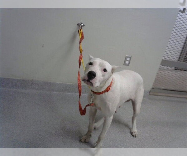 Medium Photo #1 Argentinian Mastiff-Unknown Mix Puppy For Sale in Pasadena, TX, USA