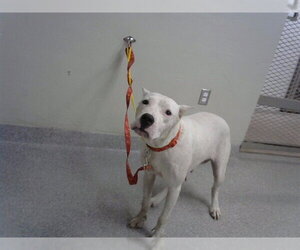 Argentinian Mastiff-Unknown Mix Dogs for adoption in Pasadena, TX, USA