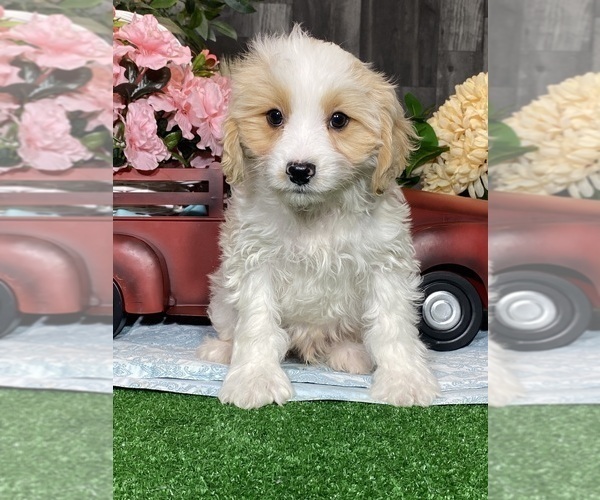 Medium Photo #5 Bichpoo-Cavalier King Charles Spaniel Mix Puppy For Sale in CANOGA, NY, USA