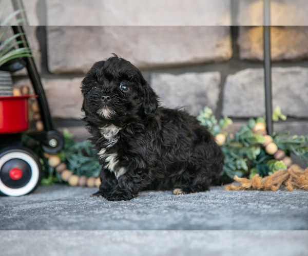 Medium Photo #11 Havapoo Puppy For Sale in SUGARCREEK, OH, USA