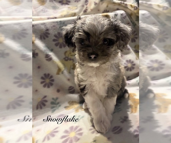 Medium Photo #3 Aussiedoodle Toy Puppy For Sale in RIDGEFIELD, WA, USA