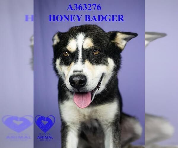 Medium Photo #3 German Shepherd Dog-Siberian Husky Mix Puppy For Sale in Stockton, CA, USA