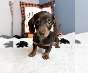 Dachshund Puppy for sale in GREENWOOD, IN, USA