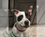 Small #25 American Pit Bull Terrier