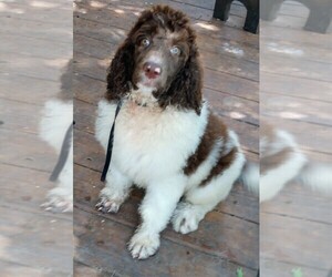 Poodle (Standard) Puppy for sale in MARION, TX, USA