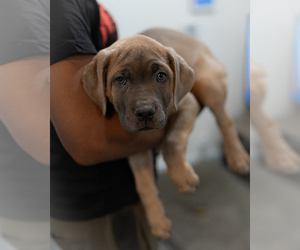 Cane Corso Puppy for Sale in FRESNO, California USA