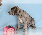Small Photo #4 Great Dane Puppy For Sale in SHILOH, OH, USA