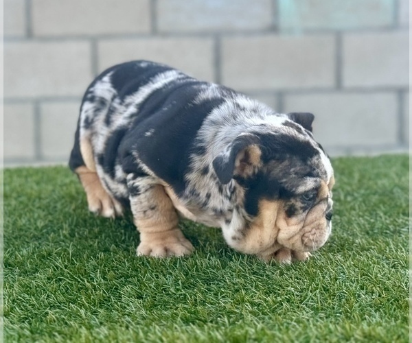 Medium Photo #10 English Bulldog Puppy For Sale in OAKLAND, CA, USA