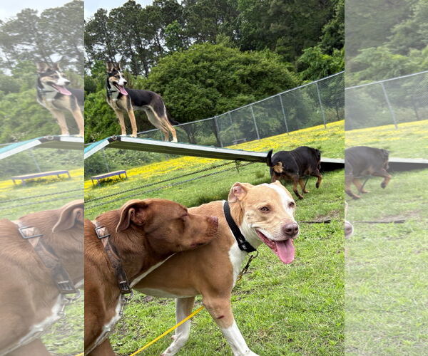 Medium Photo #5 Mutt Puppy For Sale in Virginia Beach, VA, USA