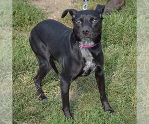 Luna - Female Mutt Dog for Adoption - Photo #3